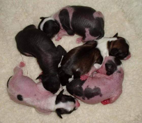 puppies3apr2006.jpg