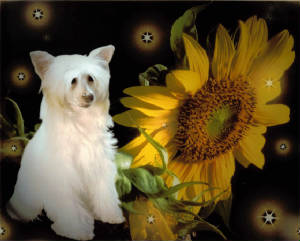 silkensunflower.jpg