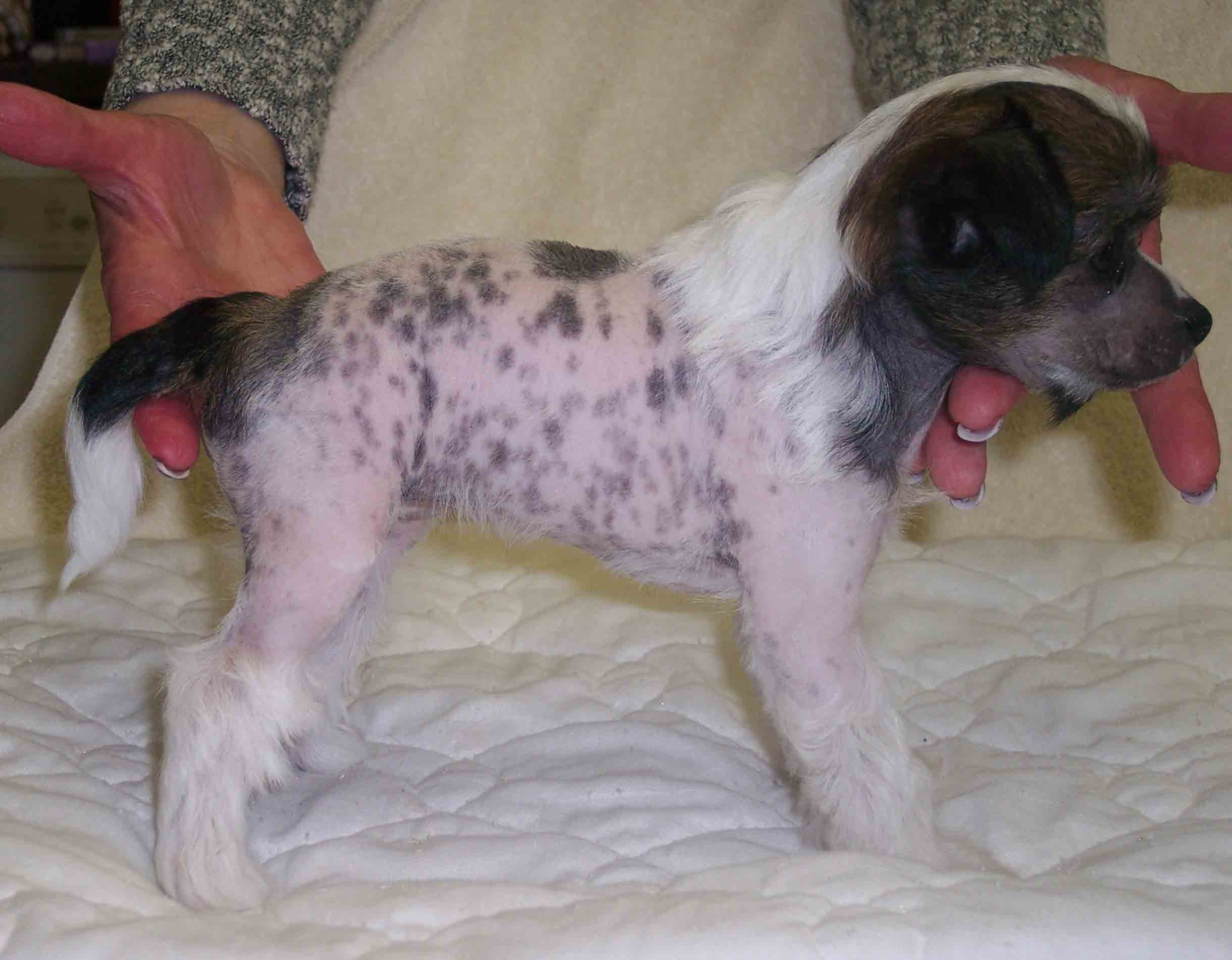 hairlessgirlweb.jpg